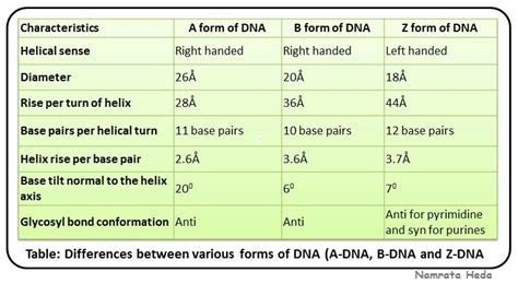 difference between a b and z dna|Iba pa.